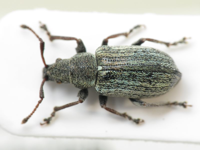 Phyllobius vespertinus (Fabricius, 1792)